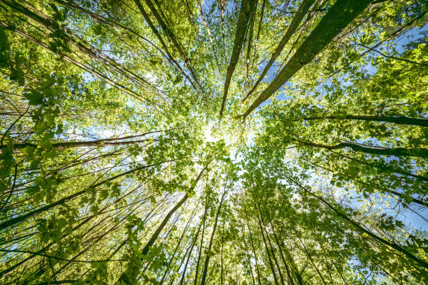 istock A Lush and Vibrant Green Forest Canopy Extends Beneath a Bright and Clear Blue Sky 2166282281