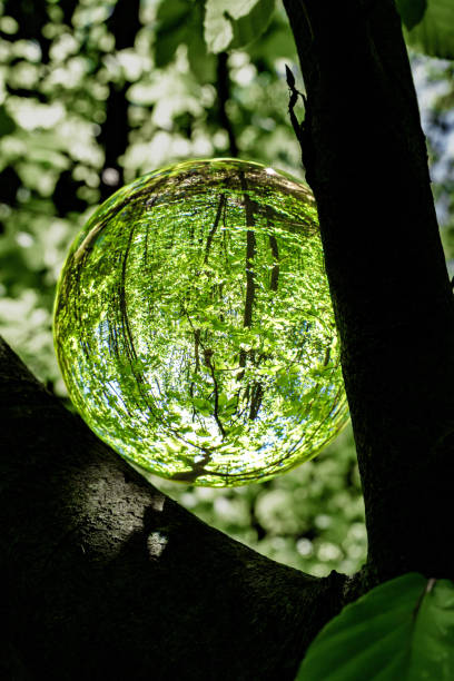 A glass orb captures light and reflections in a serene woodland, creating a magical scene that inspires awe