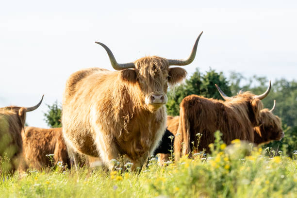 istock Highland cows on the meadow 2166283358