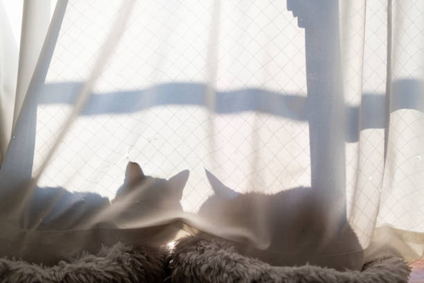 Shadow silhouette of cat outside a door