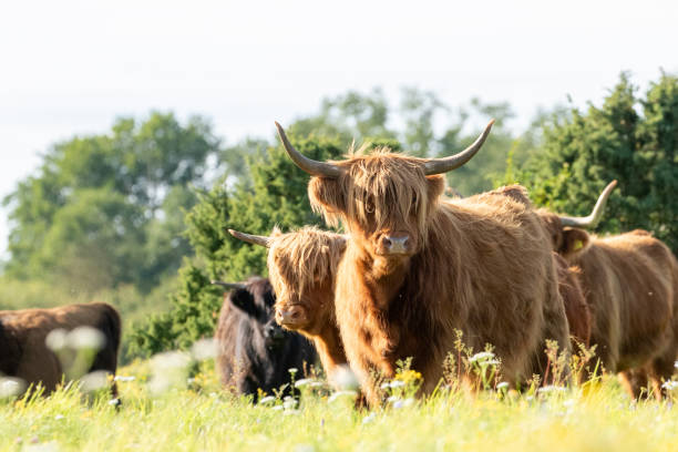 istock Highland cows on the meadow 2166283715