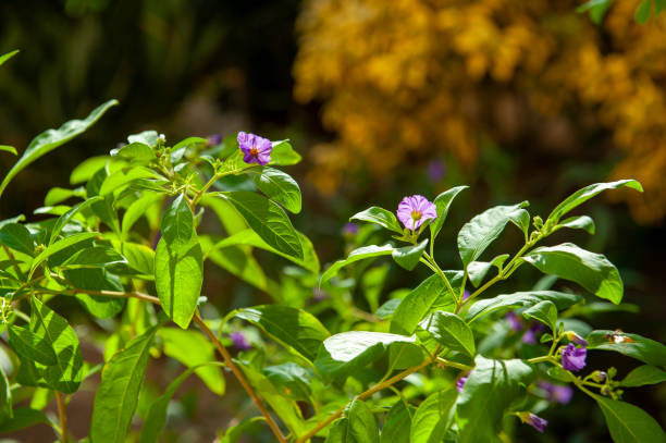 tiny purple flowers with lush green leaves