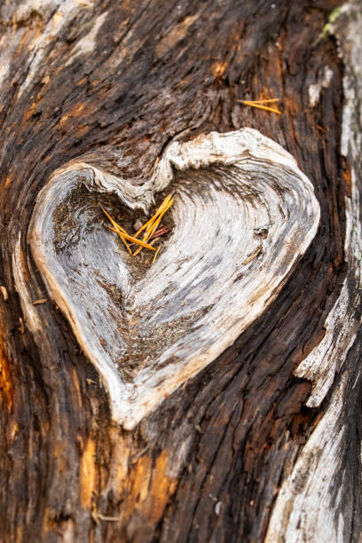 istock Heart shaped bough on a dead wood tree trunk 2166287400