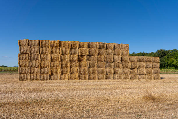 istock Massive Stack of Hay Bales in Rural Farm Field 2166288433