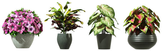 istock Indoor plants ornamental prop on white backgrounds 3d rendering 2166290548