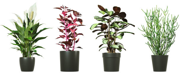istock Cutout houseplants indoor prop 3d render 2166290550