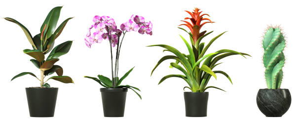 istock Ornamental houseplants on white backgrounds 3d illustration 2166290614