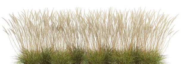 istock High tropics grass meadow flora growth row cutout backgrounds 3d render 2166290615