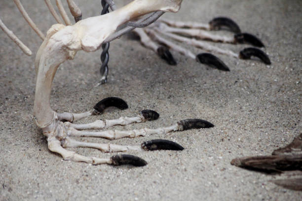 A skeleton of some big animals paws