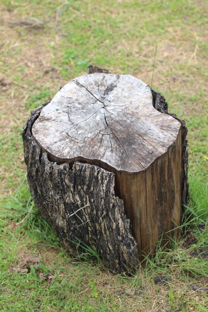 Tree stump in the garden