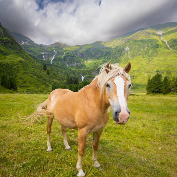 Lovely haflinger horse in beautiful landscape