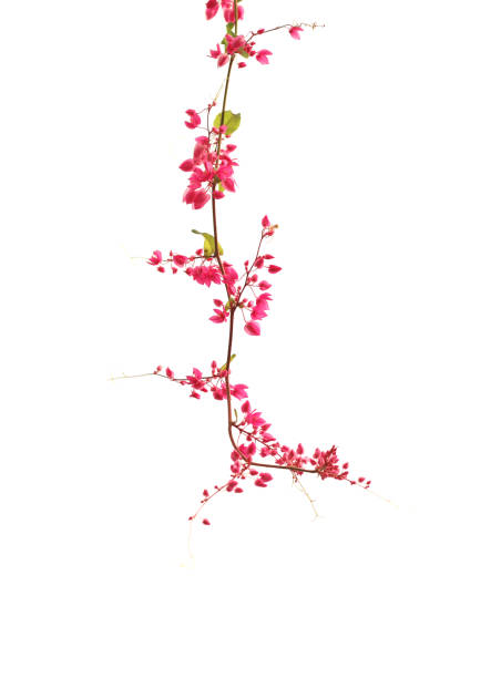 flower in the garden