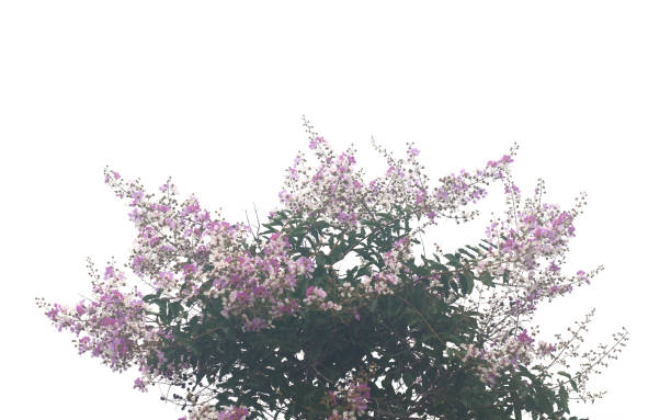 istock Pink flowers on white background 2166295207
