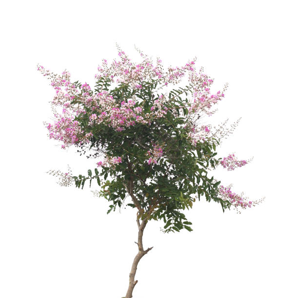 istock Pink flowers on white background 2166295227