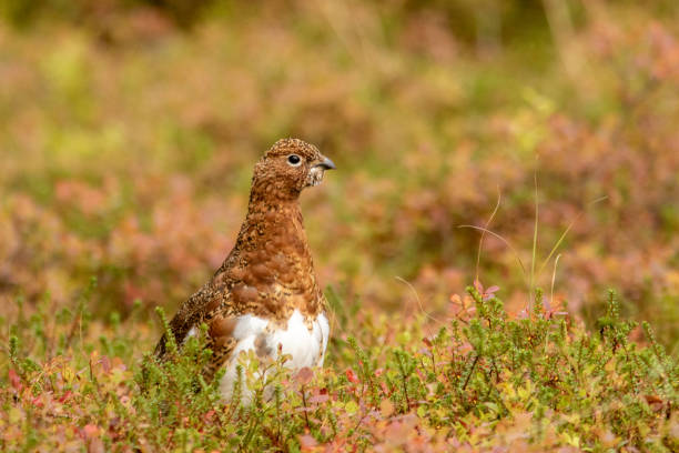 istock Willow ptarmigan, Lagopus lagopus 2166295400