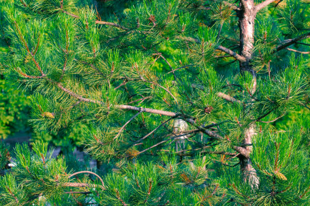 pine evergreen tree close up bright vivid day branches and needles natural woods