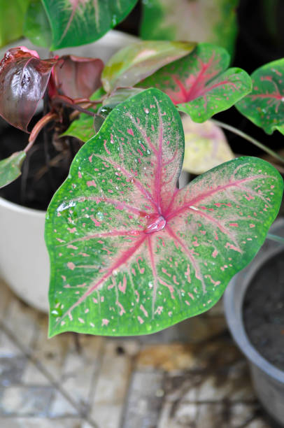 istock Caladium, Caladium Bicolor Vent or Caladium bicolor and rain drop 2166296141