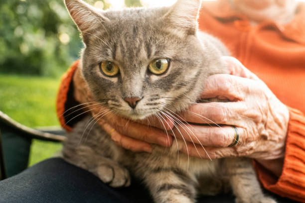 istock Close-up of a cat in old woman's hands 2166296482