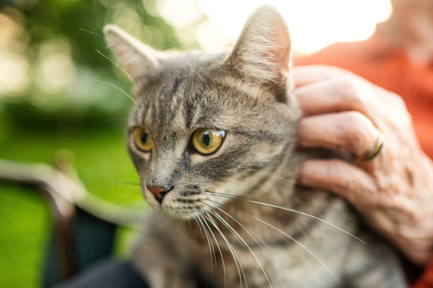 istock Close-up of a cat in old woman's hands 2166296502