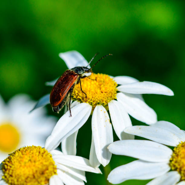 Omophlus sp. - A brown beetle on white Pyrethrum flowers eats pollen and nectar, Ukraine, Odessa region