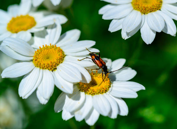 istock Stenurella (Priscostenurella) bifasciata - brown beetle collects pollen on flowering Pyrethrum 2166298071