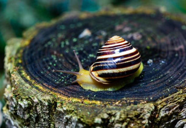 Cepaea vindobonensis - gastropod lungworm crawling on a tree stump after rain, Ukraine