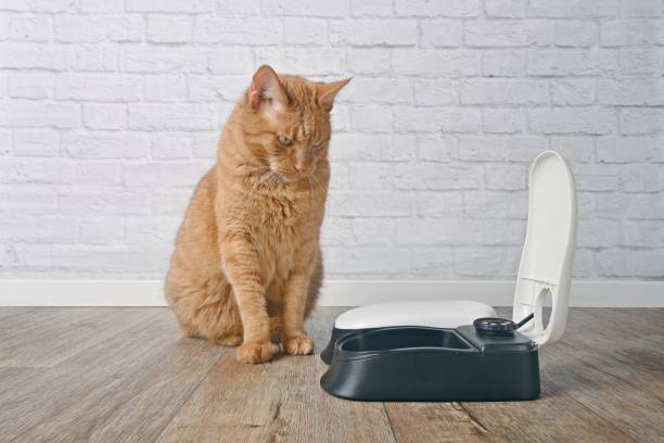 istock Cute ginger cat sitting next to a automatic feeder machine and waiting for food. 2166299325