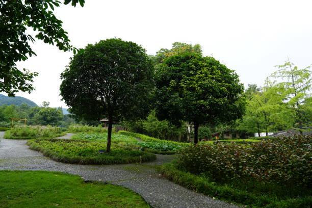 Green plants in the courtyard