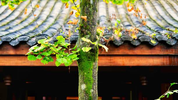 istock Green plants in the courtyard 2166299701