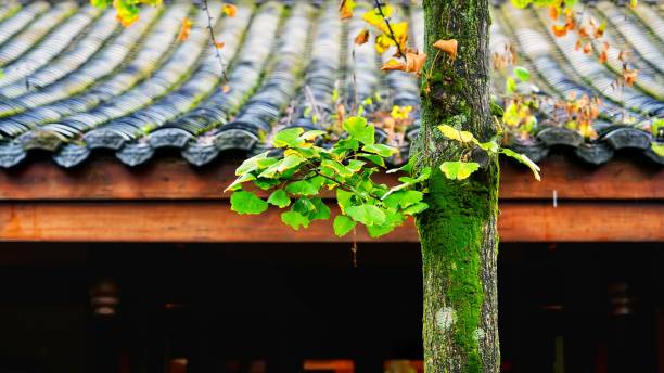 istock Green plants in the courtyard 2166299709