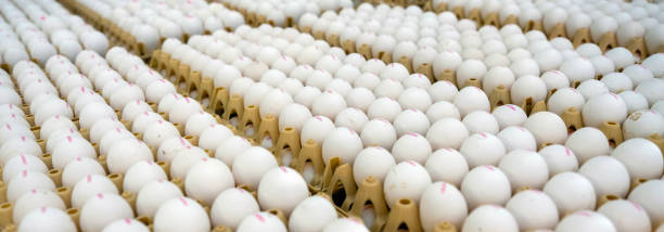 istock many dutch organic eggs in crates 2166300323