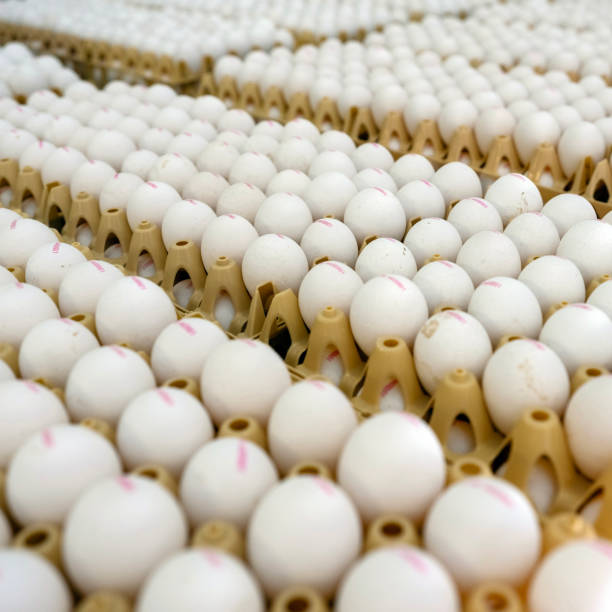 istock many dutch organic eggs in crates 2166300326