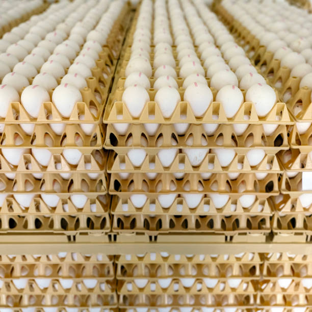 istock many dutch organic eggs in crates 2166300331