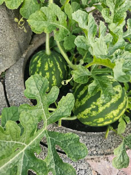istock Watermelon from the garden. 2166302864