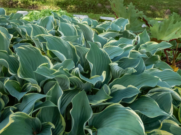 istock Hosta 'Regal Splendor'. Large hosta with thick, wavy-undulate, blue-gray leaves with irregular creamy white margins and cuspidate tips 2166303110