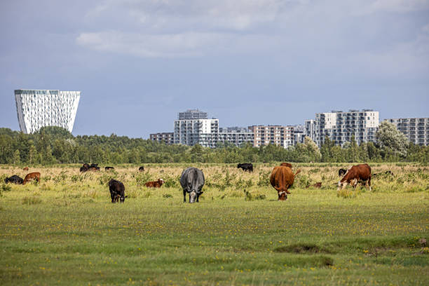 Group of cows in a meadow in front of a modern suburb. The meadow is part of an area which are reclaimed from the sea. The area is named Kalvebod Commons and are situated 20 minutes from the center of Copenhagen and are used for grazing cattle and as a public nature park. The suburb is named Ørestad and has been build through the last 30 years