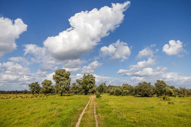 Dirt road in a summer meadow. The meadow is part of an area which are reclaimed from the sea. The area is named Kalvebod Commons and are situated 20 minutes from the center of Copenhagen and are used for grazing cattle and as a public nature park.