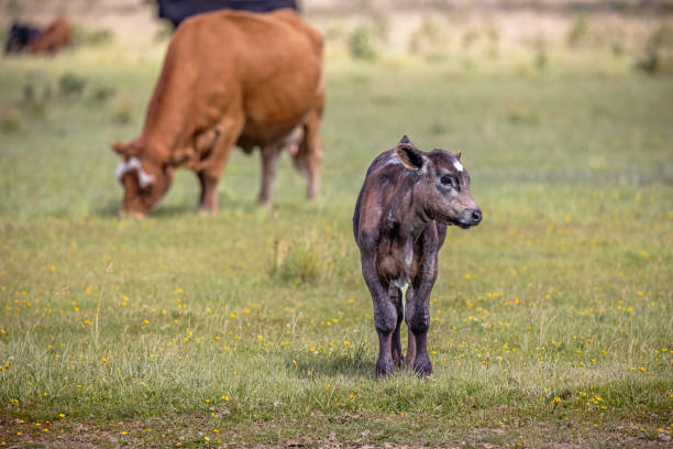 Curious calf in a meadow. The meadow is part of an area which are reclaimed from the sea. The area is named Kalvebod Commons and are situated 20 minutes from the center of Copenhagen and are used for grazing cattle and as a public nature park.