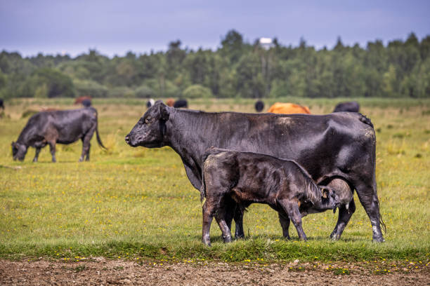 Cow and suckling calf in meadow. The meadow is part of an area which are reclaimed from the sea. The area is named Kalvebod Commons and are situated 20 minutes from the center of Copenhagen and are used for grazing cattle and as a public nature park.