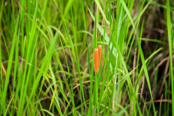 Landscape in summer nature