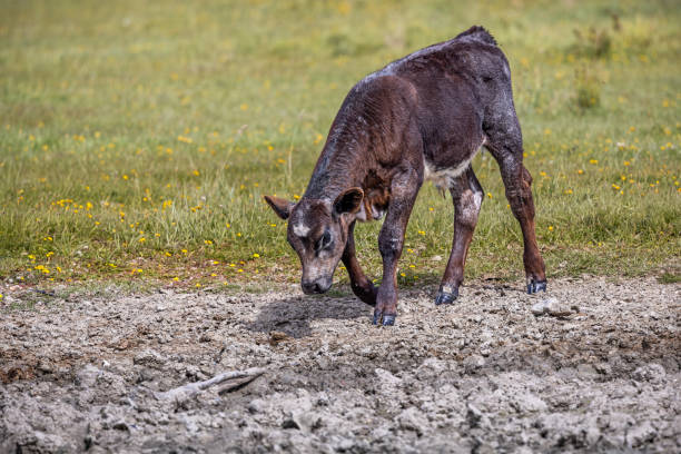 Curious calf in a meadow. The meadow is part of an area which are reclaimed from the sea. The area is named Kalvebod Commons and are situated 20 minutes from the center of Copenhagen and are used for grazing cattle and as a public nature park.