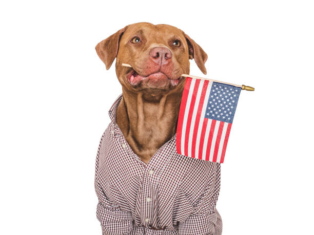 istock Cute dog and American Flag. Studio shot 2166305275