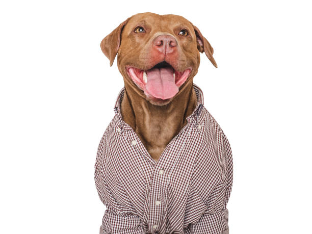 istock Cute dog and stylish shirt. Studio shot 2166305283