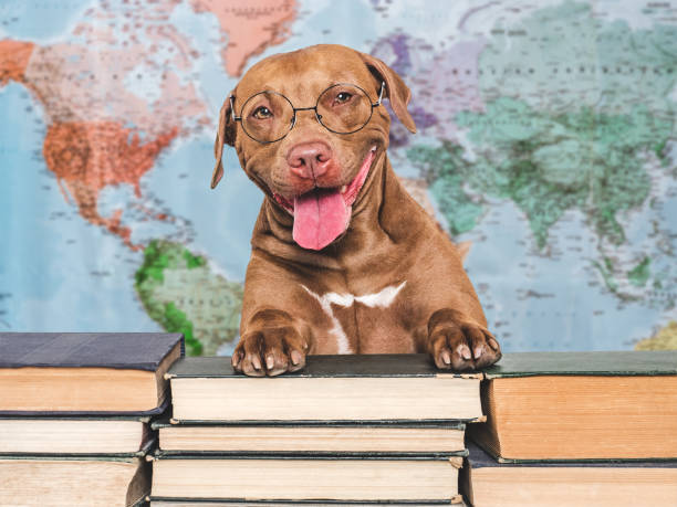 Cute puppy and old books. Studio shot