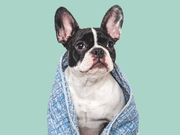istock Cute puppy and blue towel. Studio shot 2166305312