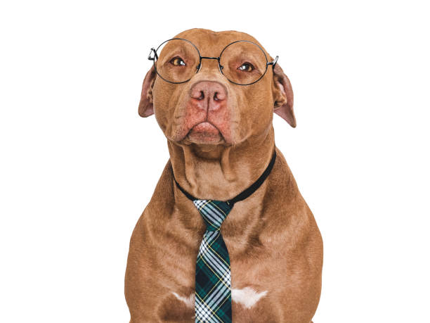 istock Cute dog, glasses and stylish tie. Studio shot 2166305324