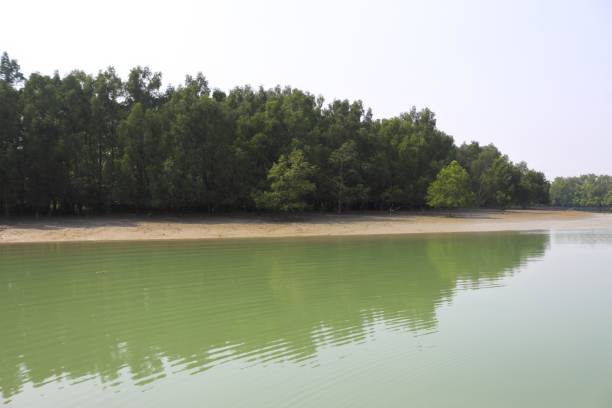 istock Sundarbans National Park. 2166305718