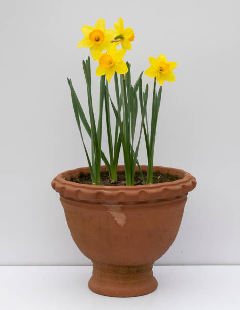 istock fresh yellow daffodil flowers growing in pot 2166307476
