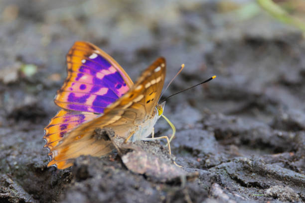 Female Apatura Iris on the ground while feeding.