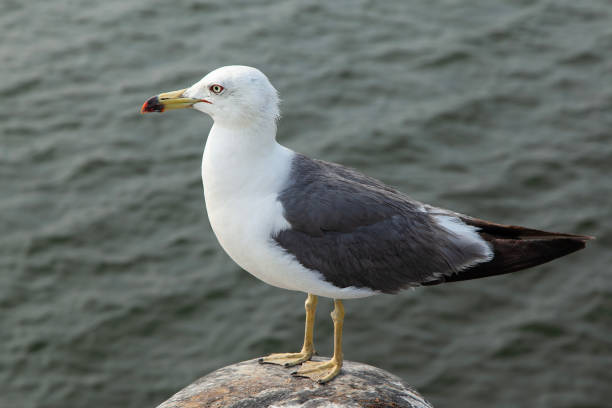 istock View of a seagull standing at the riverside 2166310327